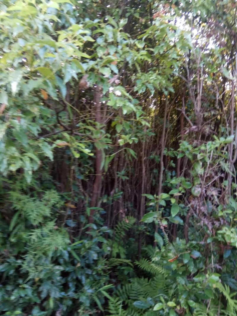 香樟桂，桂花，木荷，油茶苗出售