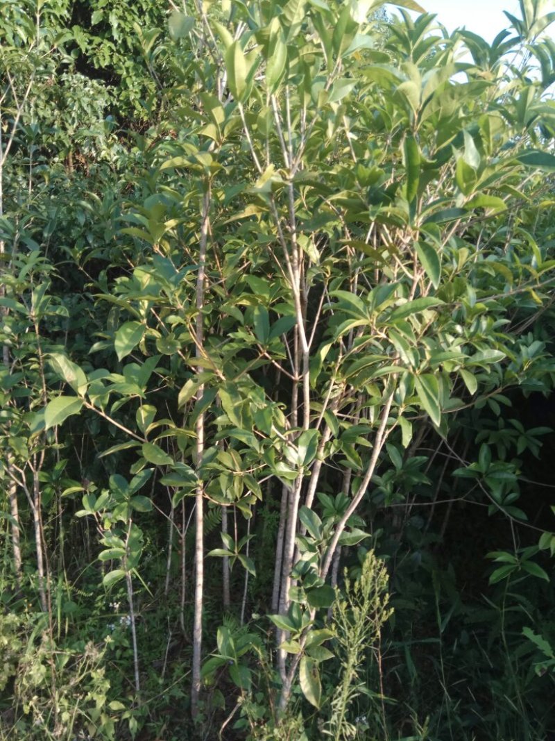香樟桂，桂花，木荷，油茶苗出售