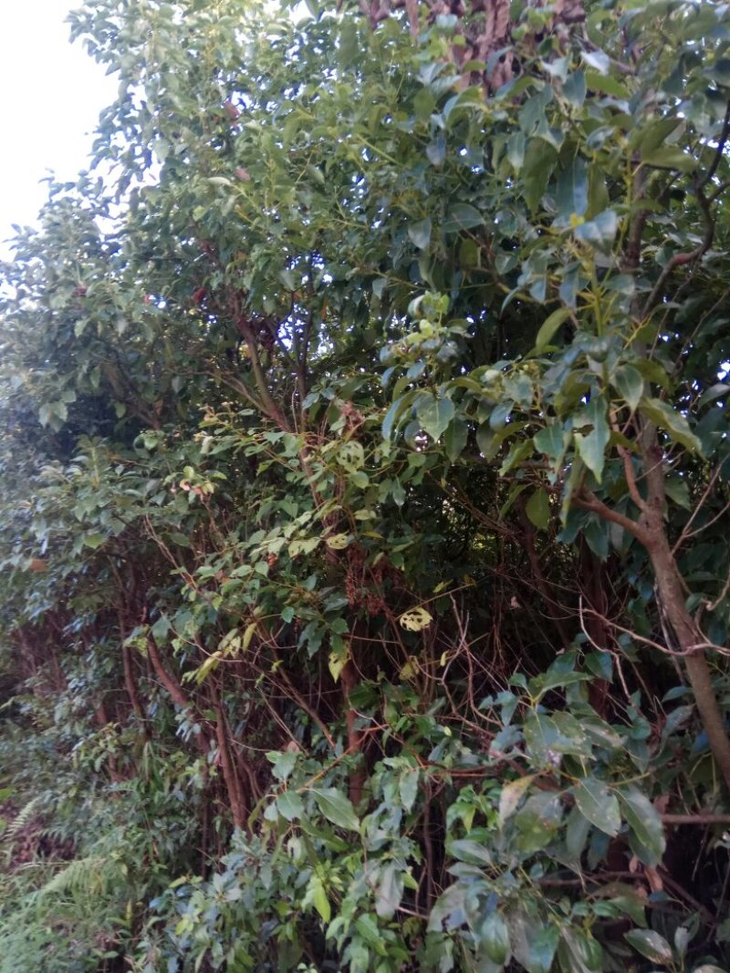 香樟桂，桂花，木荷，油茶苗出售