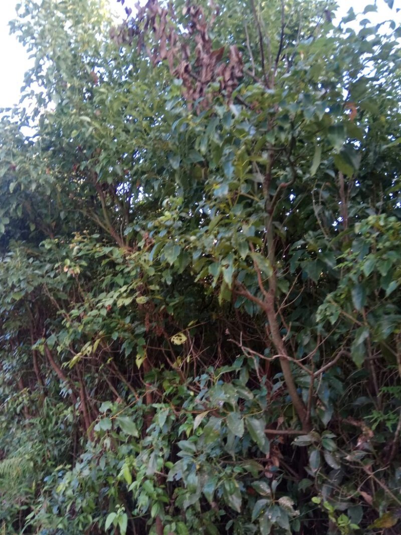 香樟桂，桂花，木荷，油茶苗出售