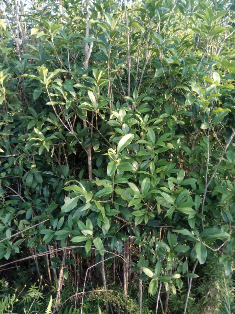 香樟桂，桂花，木荷，油茶苗出售