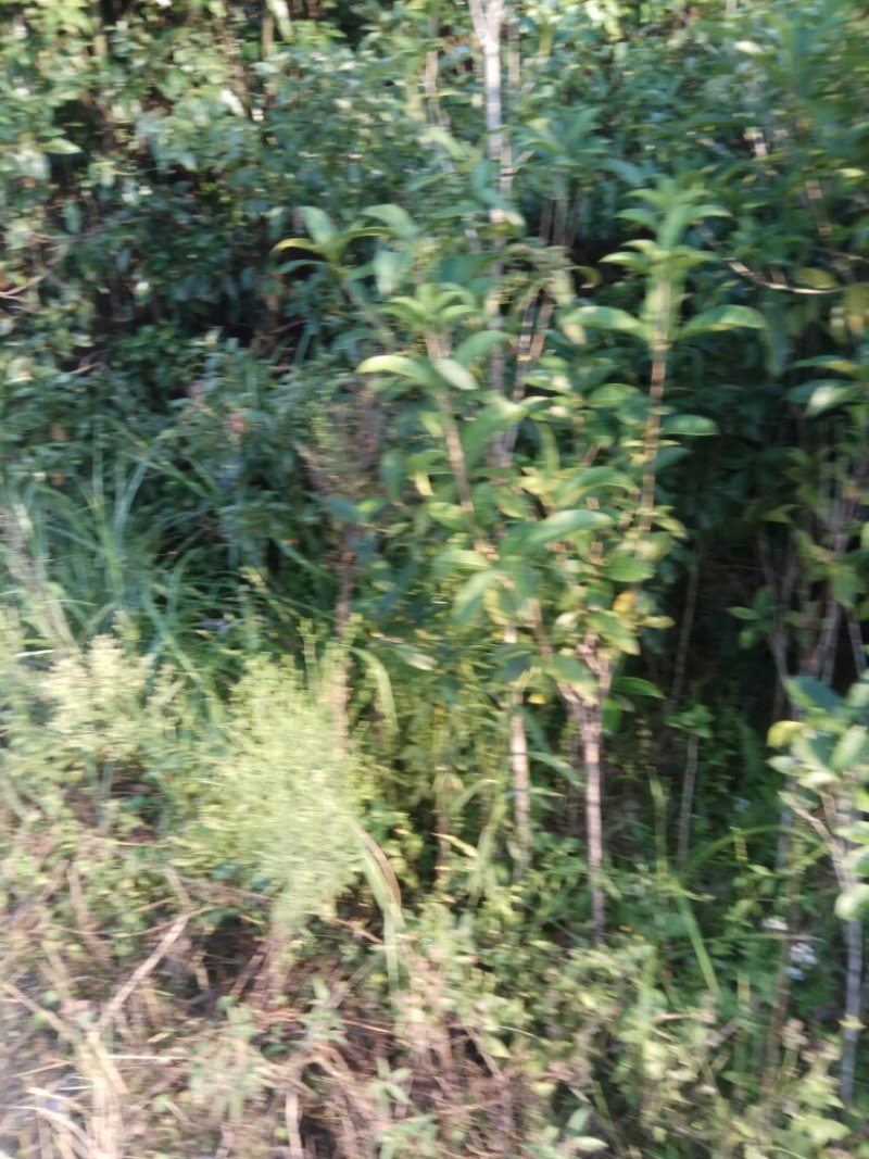香樟桂，桂花，木荷，油茶苗出售