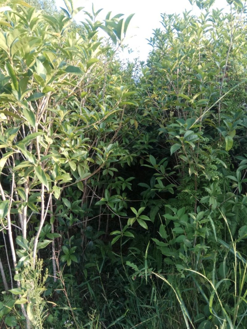 香樟桂，桂花，木荷，油茶苗出售