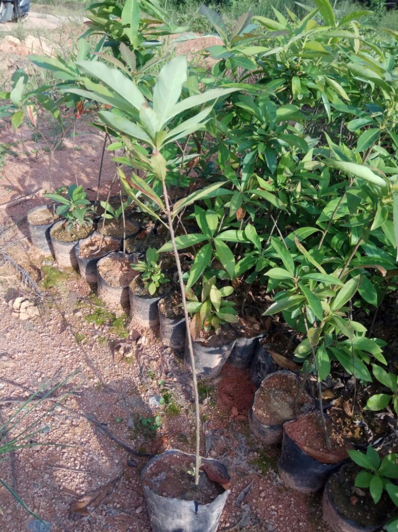香樟桂，桂花，木荷，油茶苗出售