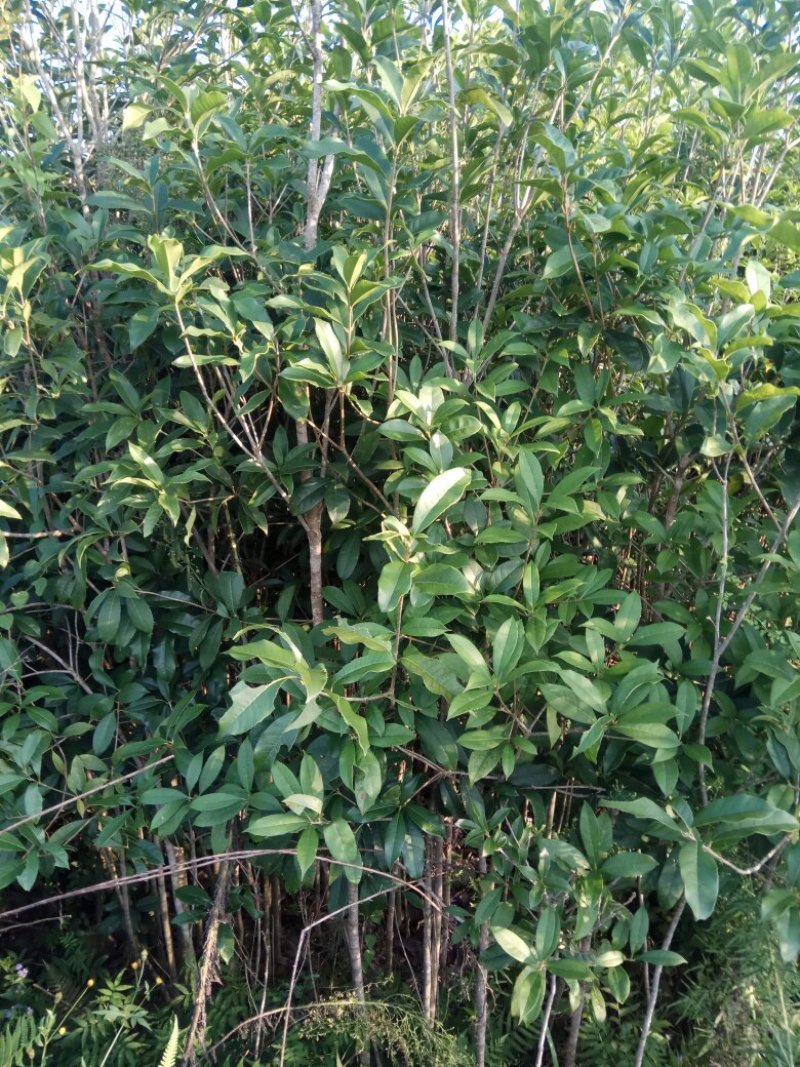 香樟桂，桂花，木荷，油茶苗出售