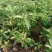 香樟桂，桂花，木荷，油茶苗出售