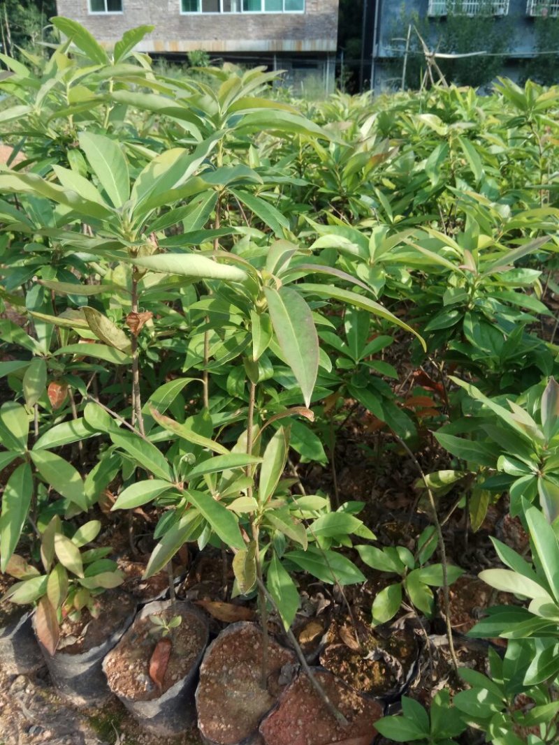 香樟桂，桂花，木荷，油茶苗出售