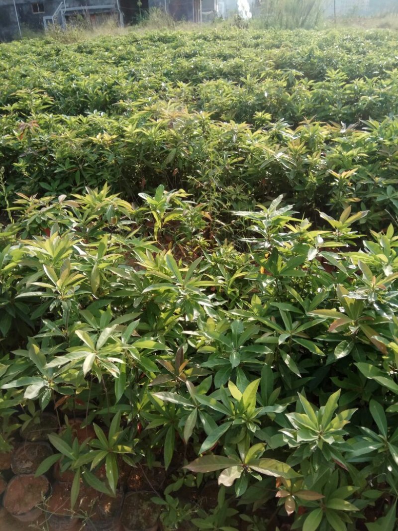 香樟桂，桂花，木荷，油茶苗出售