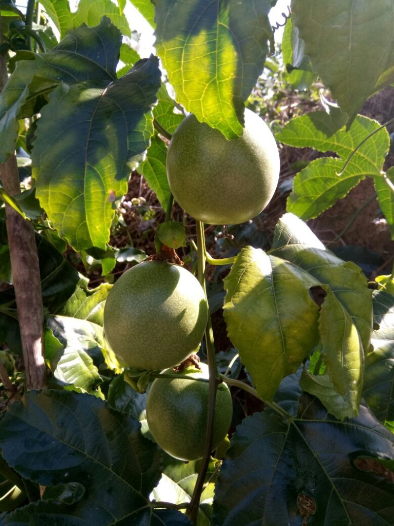 云南德宏芒市鲜农种植专业合作社现有四百多亩百香果种植基地