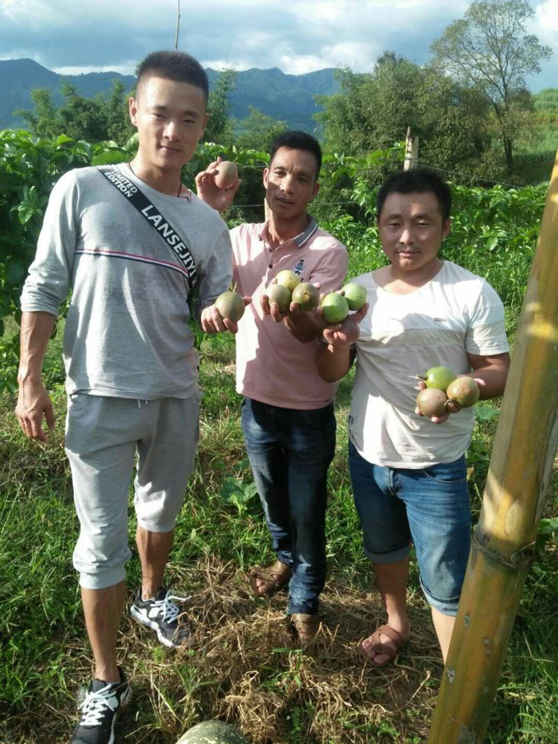 云南德宏芒市鲜农种植专业合作社现有四百多亩百香果种植基地