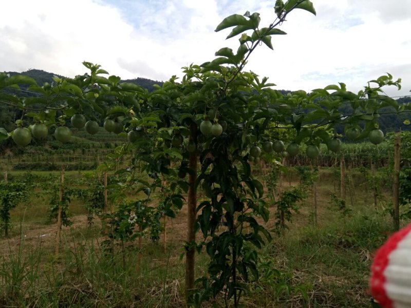 云南德宏芒市鲜农种植专业合作社现有四百多亩百香果种植基地