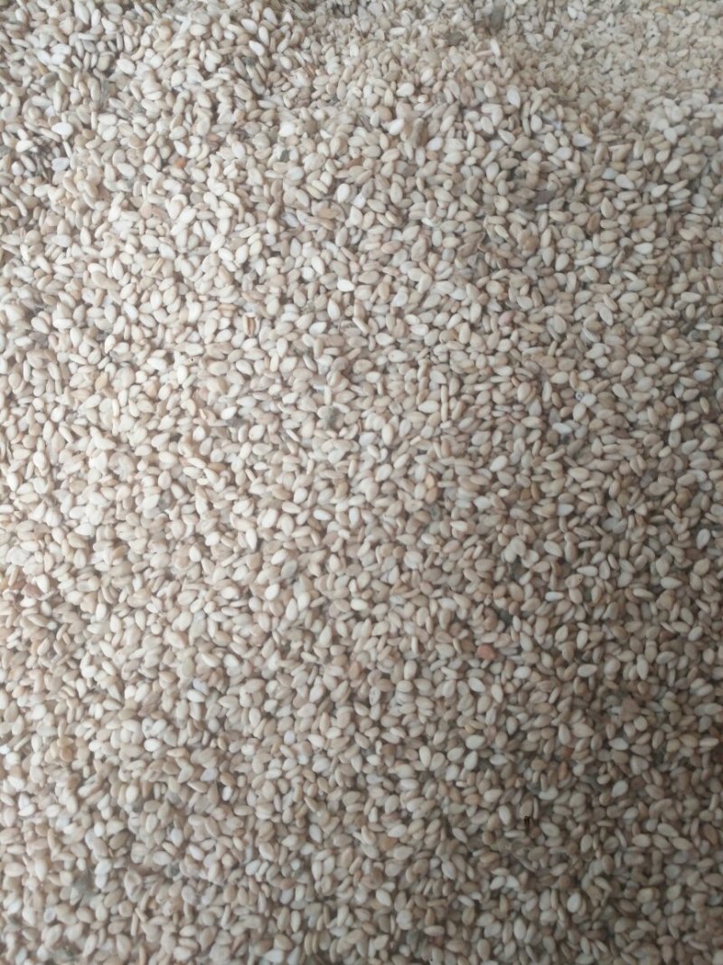 大量芝麻上市，2018新芝麻，籽粒饱满，成色好。