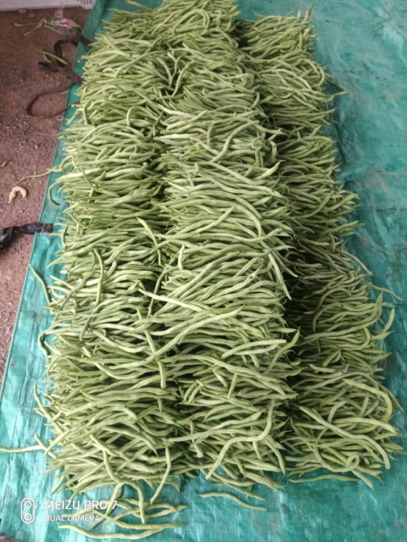 河北省保定市顺平县架豆王豆角