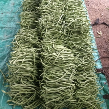 河北省保定市顺平县架豆王豆角