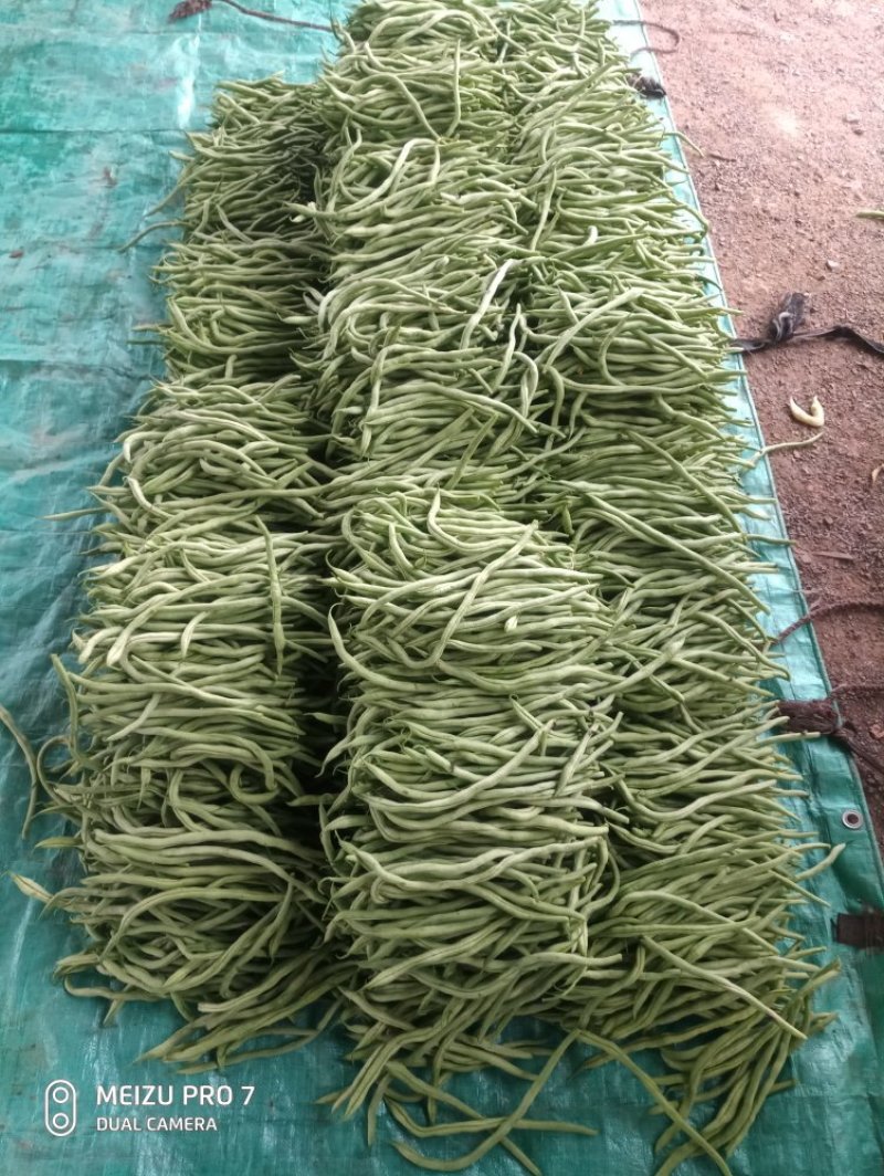 河北省保定市顺平县架豆王豆角