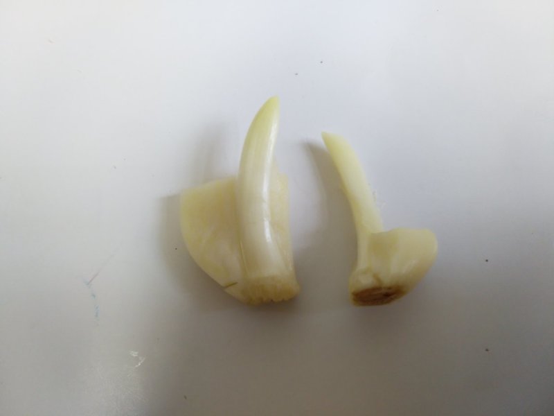 大蒜种子原种红皮大蒜种子