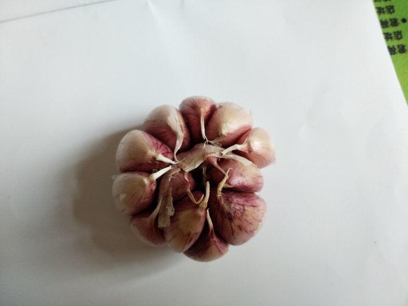 大蒜种子原种红皮大蒜种子