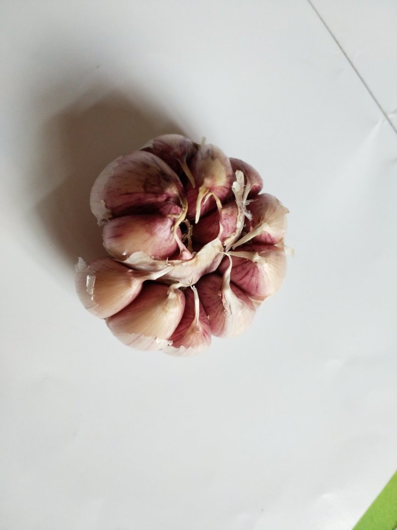 大蒜种子原种红皮大蒜种子