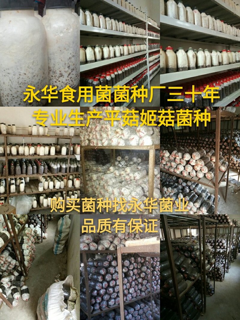 A平菇菌种，麦粒原种，棉籽壳栽培种，三十年专业制作菌种