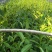 安吉白茶，又称白叶一号，市场知名度高，种植利润空间大