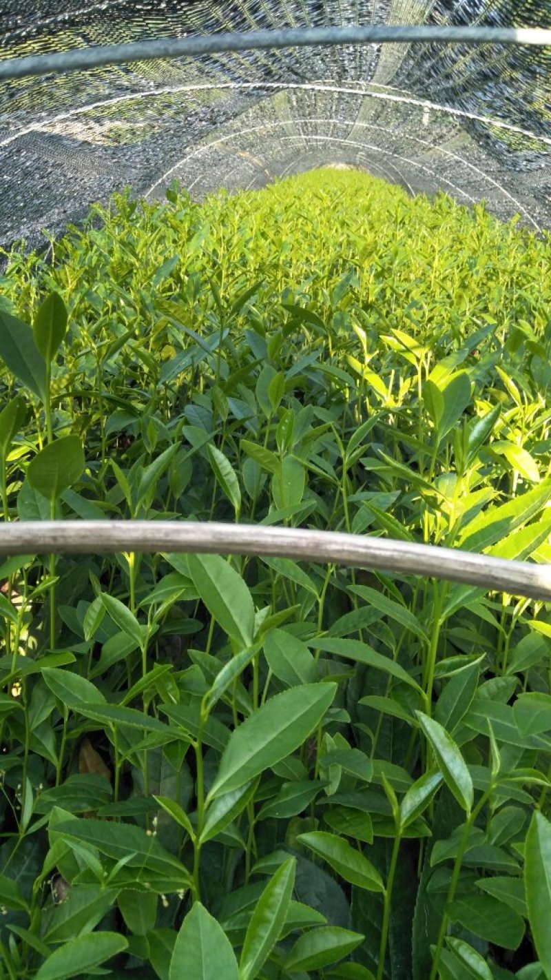 安吉白茶，又称白叶一号，市场知名度高，种植利润空间大