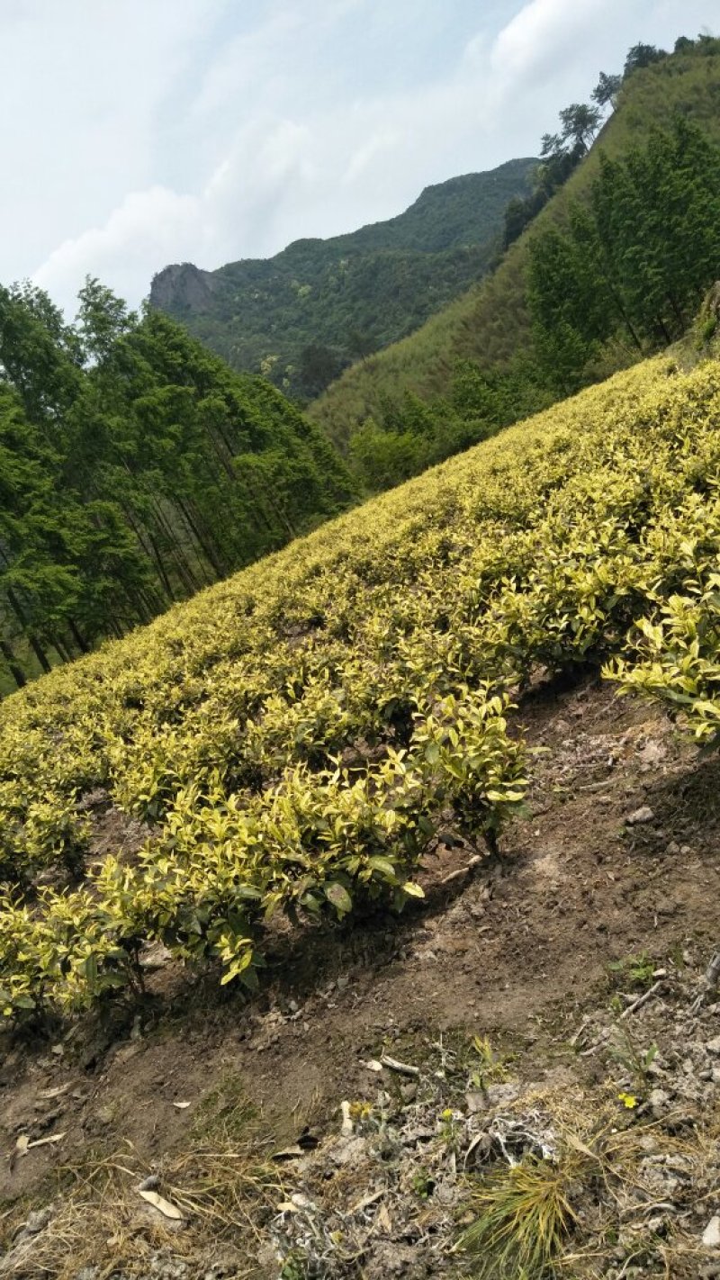 安吉白茶，又称白叶一号，市场知名度高，种植利润空间大
