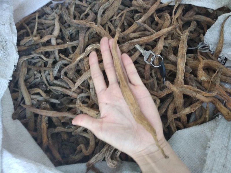 百部野生无硫