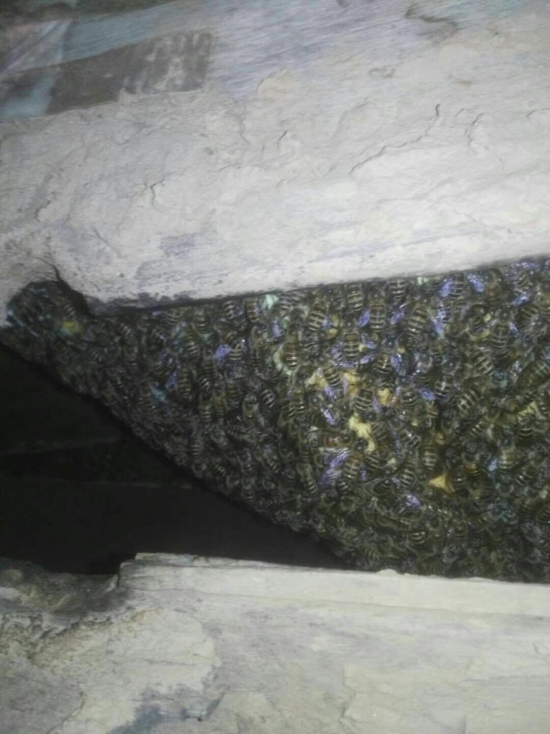 甘肃麻蜂蜜，土蜂蜜2斤装