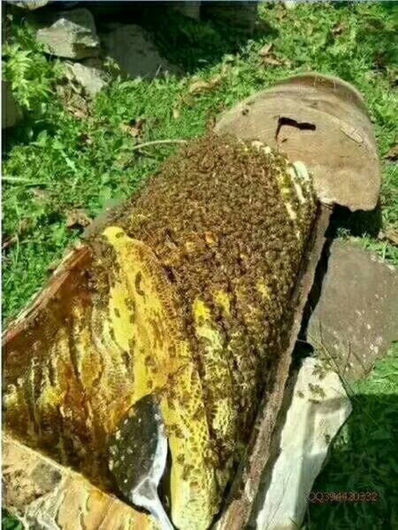 甘肃麻蜂蜜，土蜂蜜2斤装