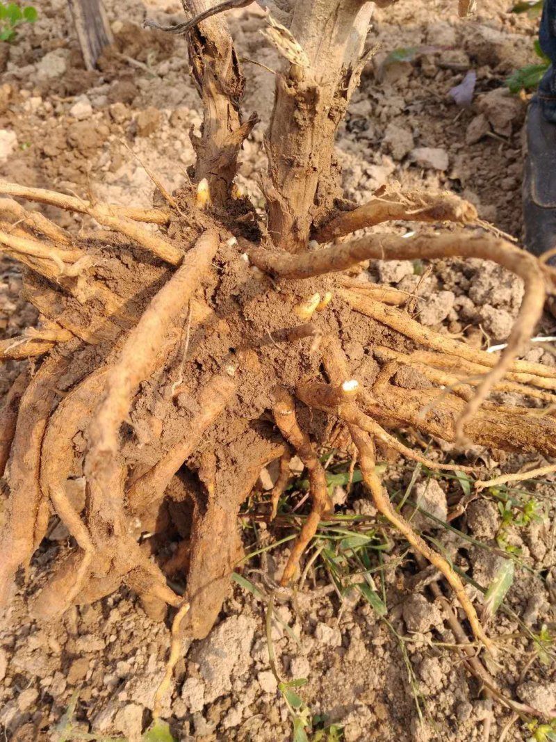 菏泽牡丹荷包牡丹盆栽地栽耐寒花卉