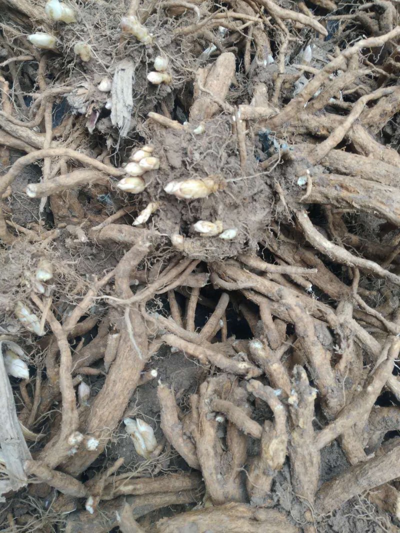 菏泽牡丹荷包牡丹盆栽地栽耐寒花卉