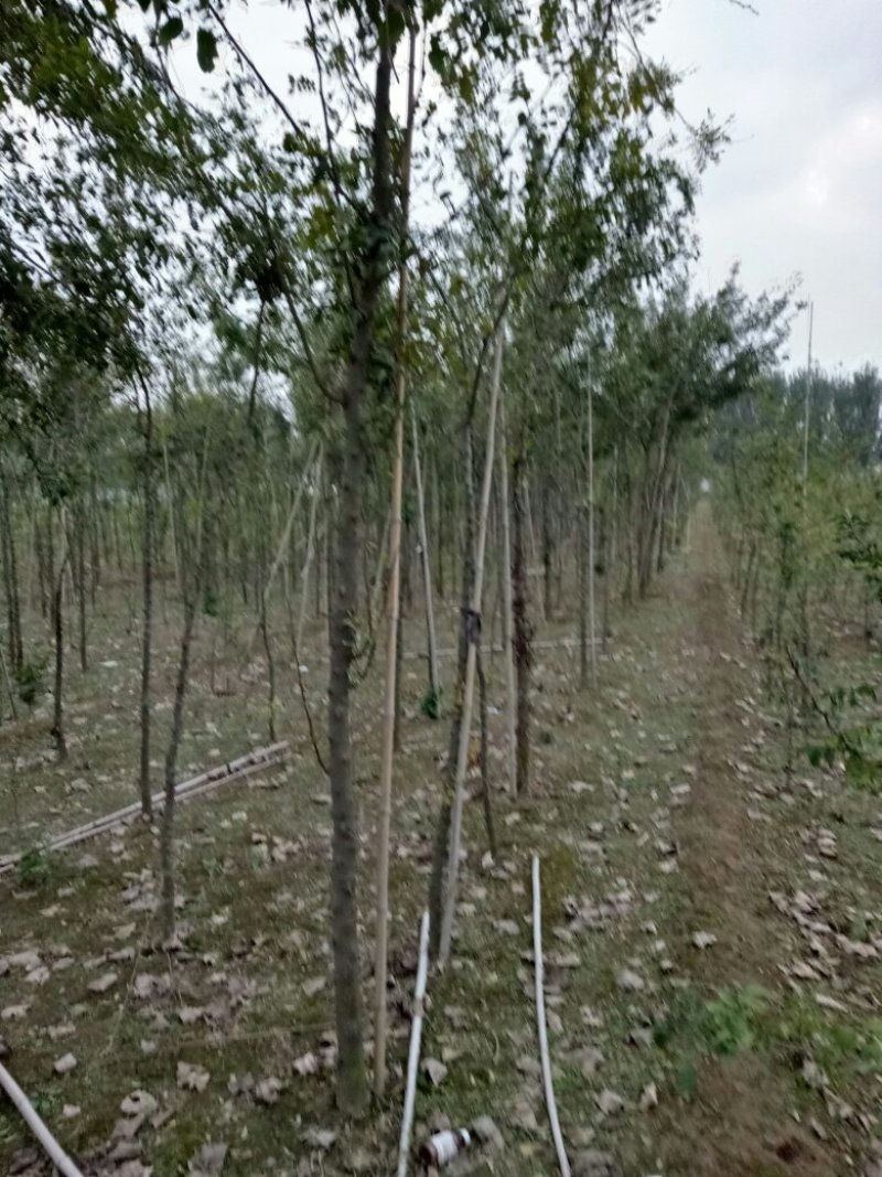 皂角树