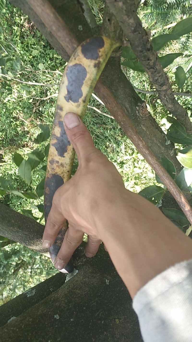 皂角