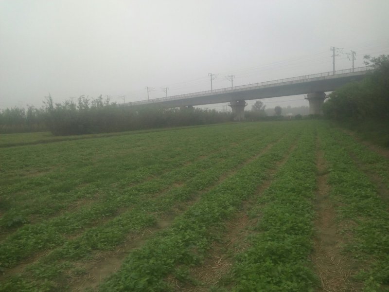 优质头茬丹参苗.根红苗正保证品质