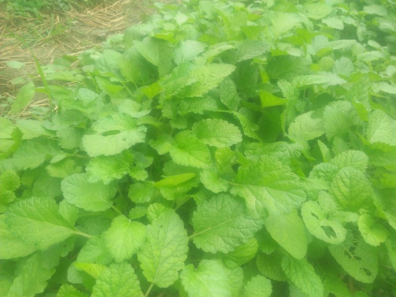 优质头茬丹参苗.根红苗正保证品质