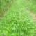 优质头茬丹参苗.根红苗正保证品质