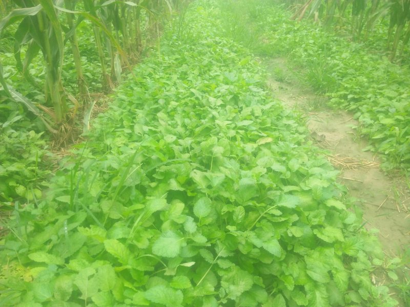 优质头茬丹参苗.根红苗正保证品质