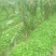 优质头茬丹参苗.根红苗正保证品质