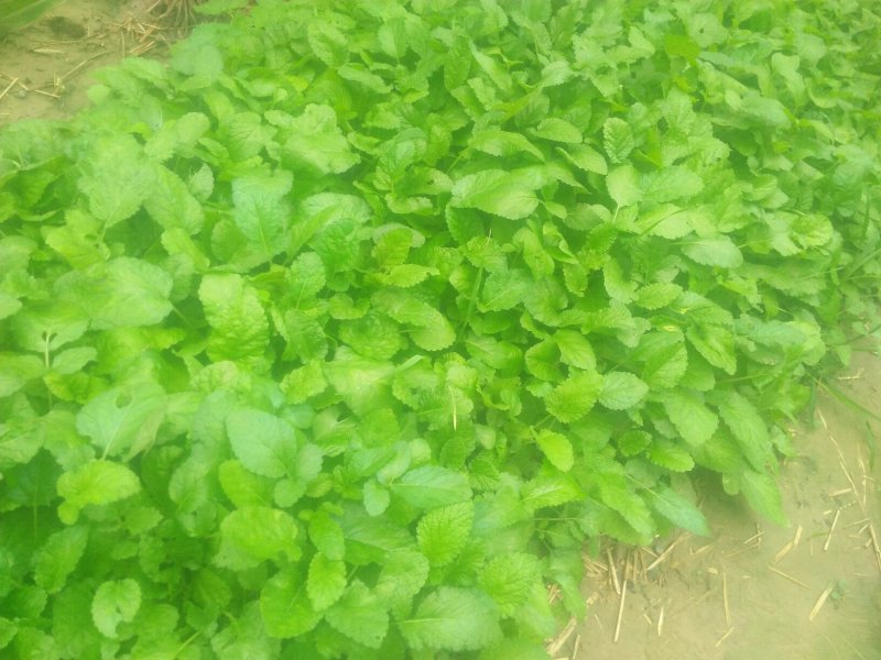 优质头茬丹参苗.根红苗正保证品质
