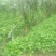 优质头茬丹参苗.根红苗正保证品质