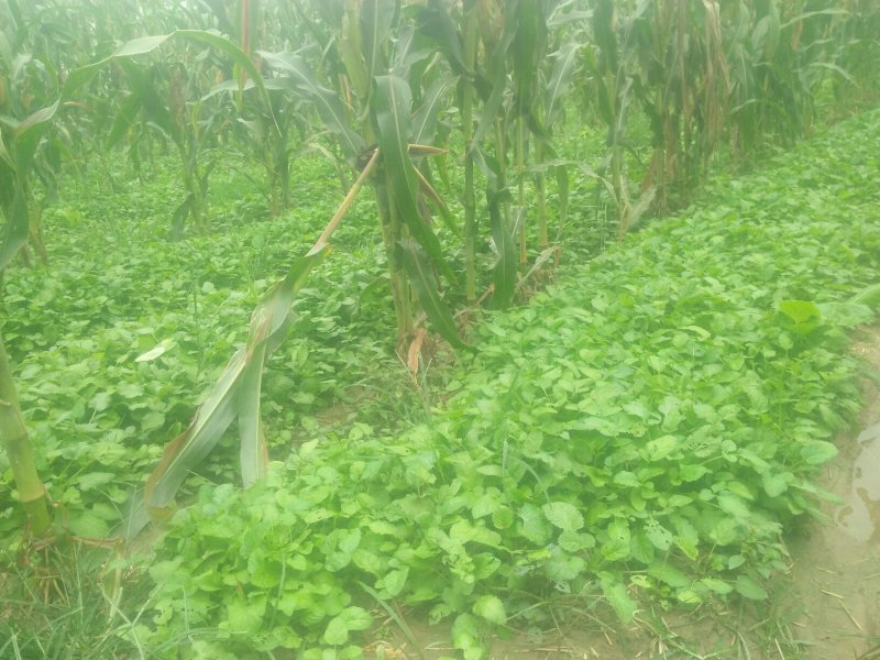 优质头茬丹参苗.根红苗正保证品质