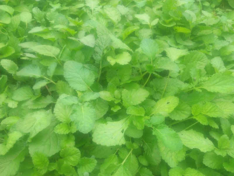 优质头茬丹参苗.根红苗正保证品质