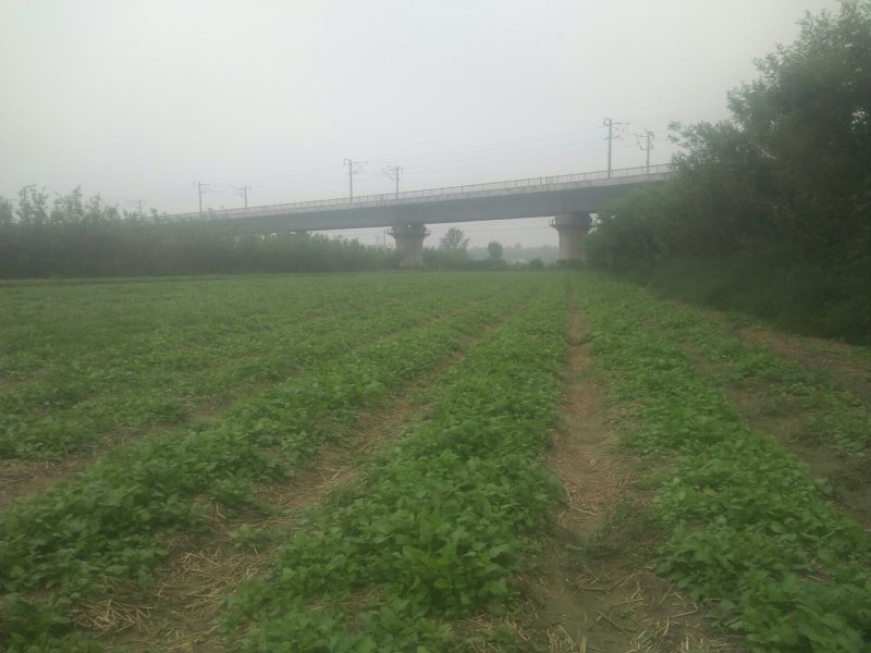 优质头茬丹参苗.根红苗正保证品质