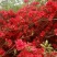 杜鹃花