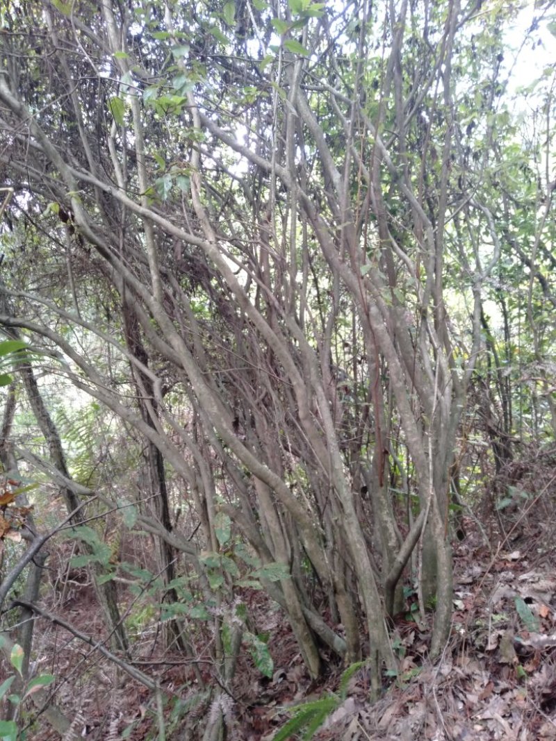 杜鹃花