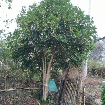 桂花树