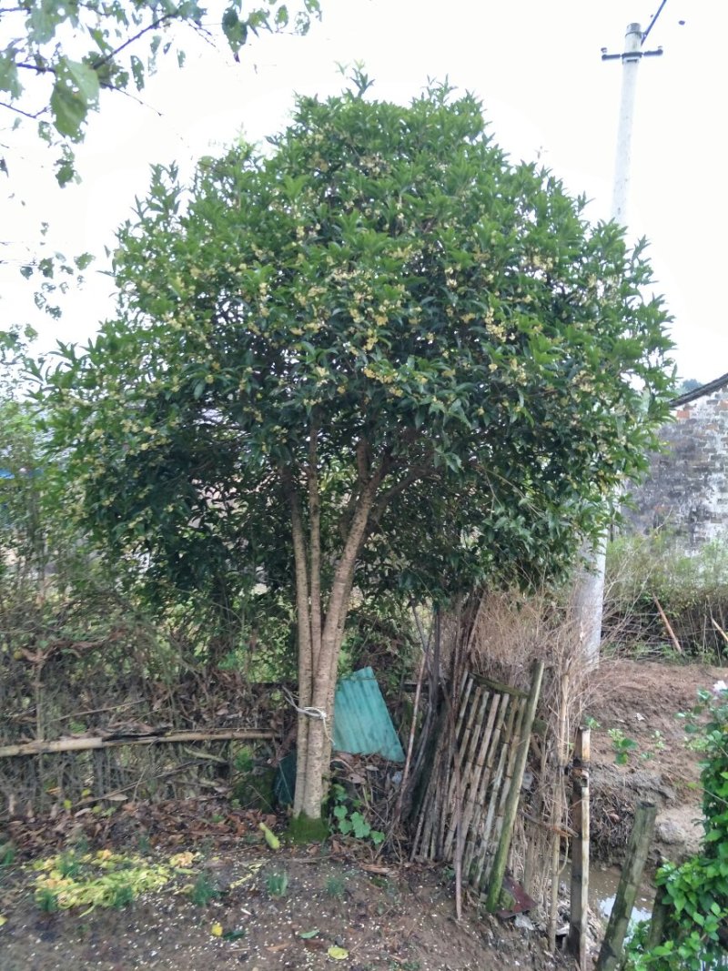 桂花树