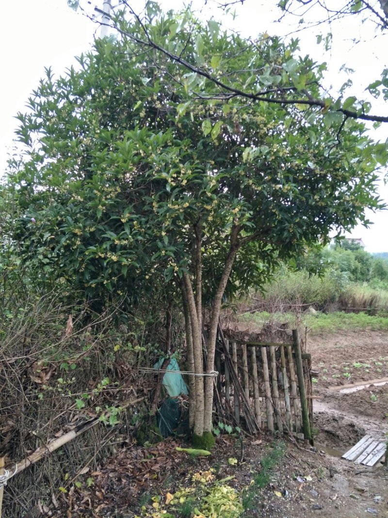 桂花树