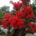 杜鹃花