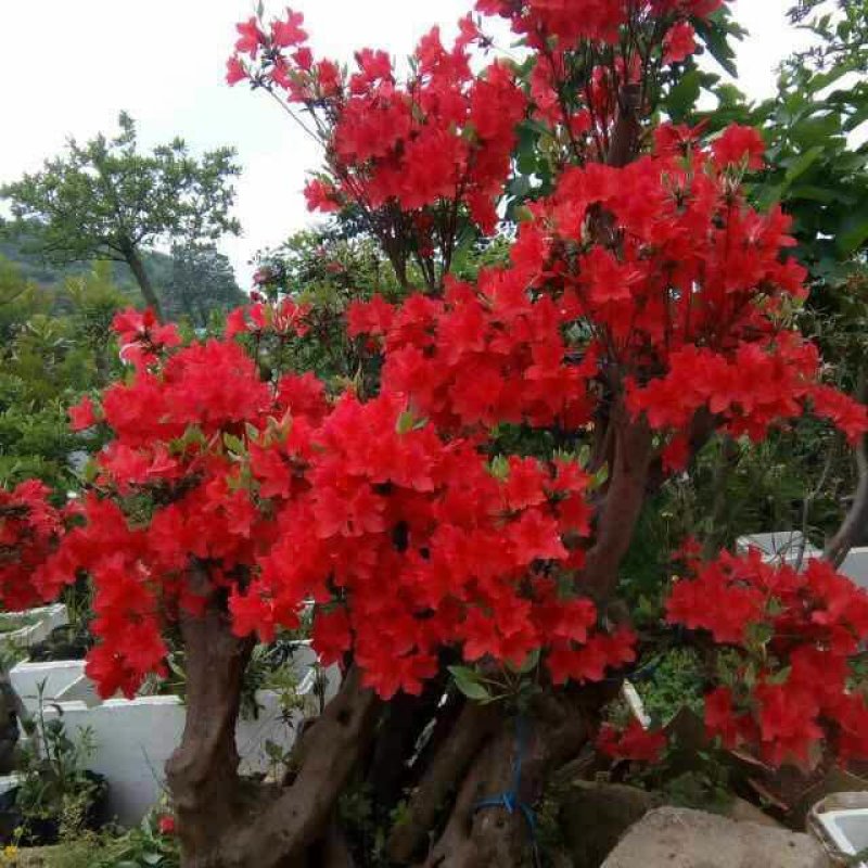杜鹃花